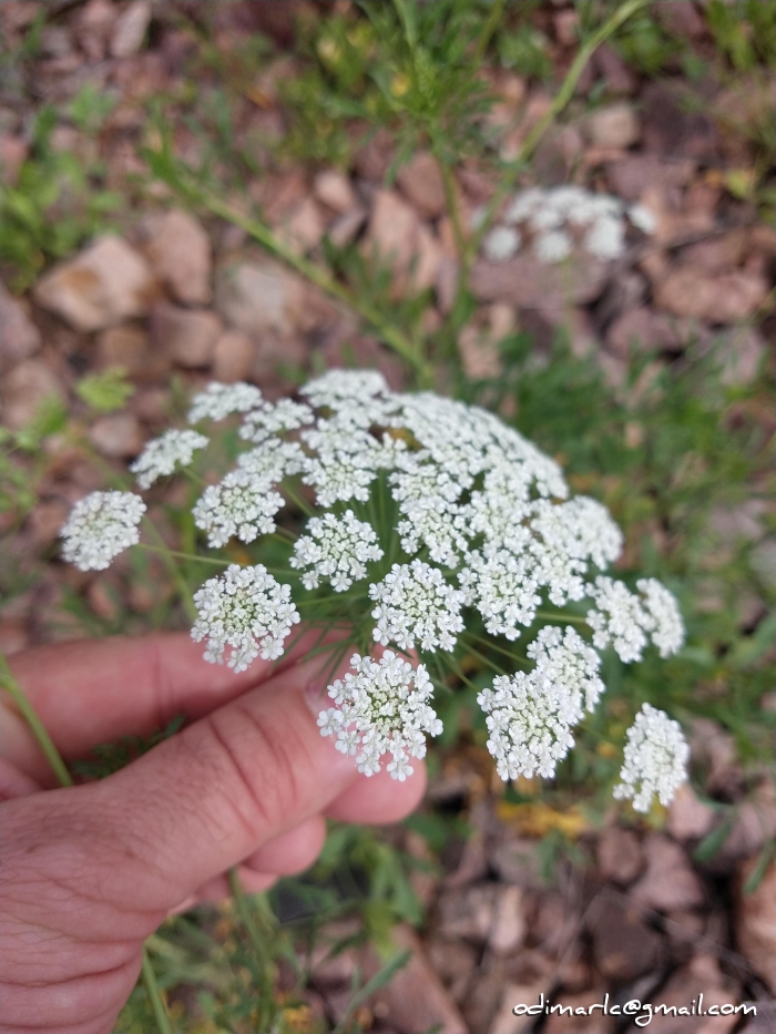 Ammi majus