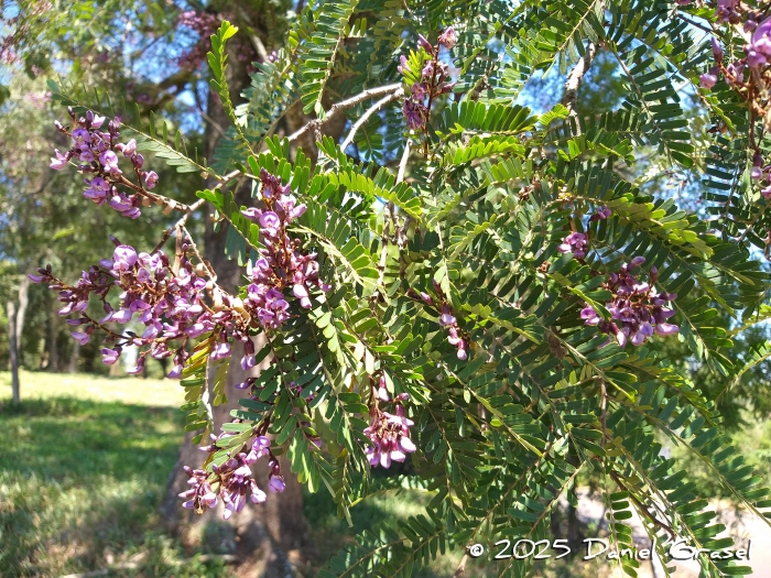 Machaerium hirtum