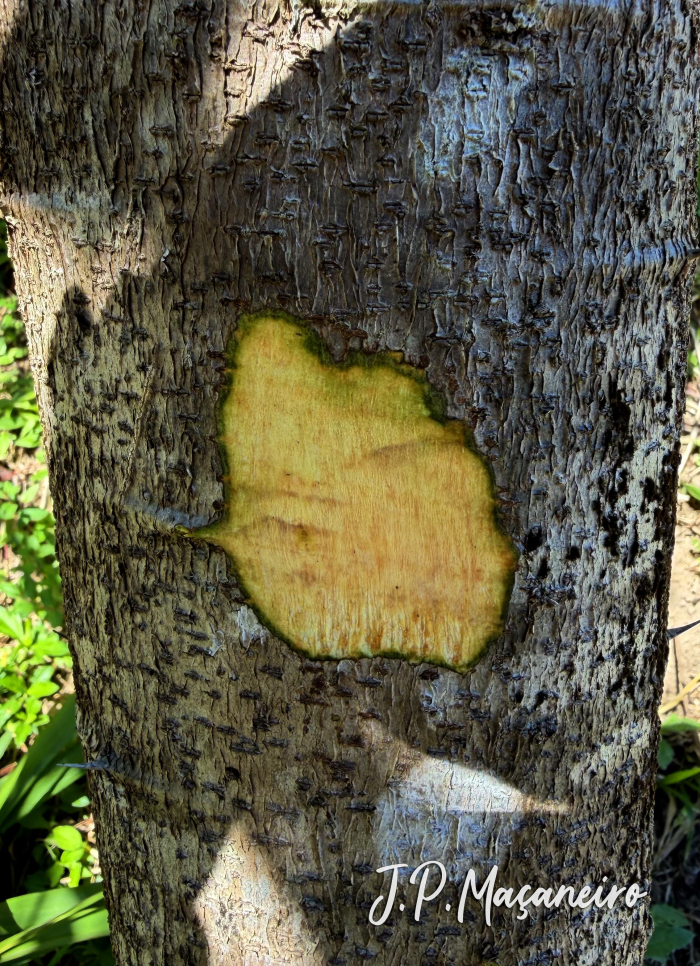 Machaerium hirtum