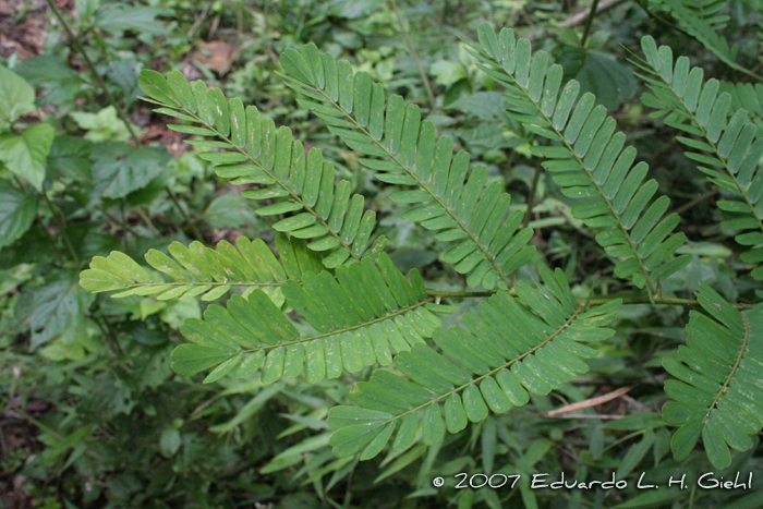 Machaerium hirtum