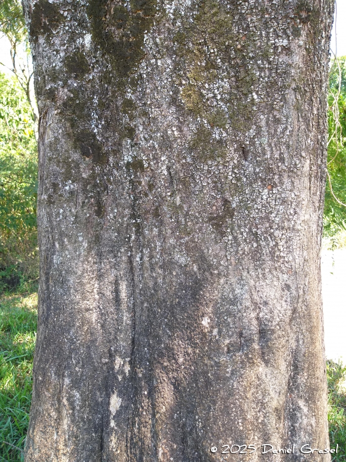 Machaerium hirtum