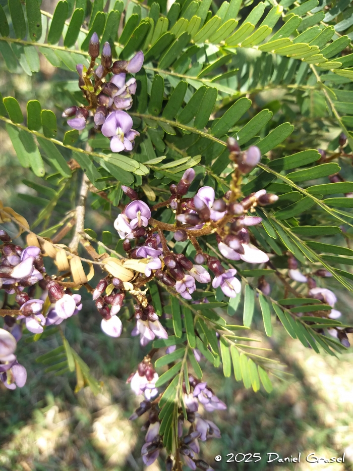 Machaerium hirtum