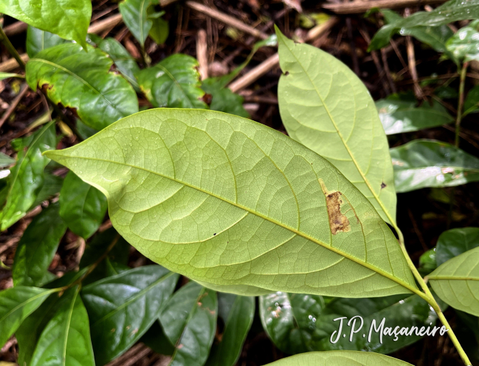 Aniba firmula