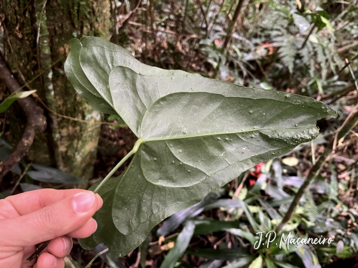 Anthurium acutum