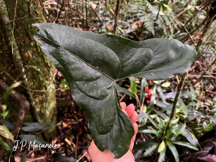 Anthurium acutum