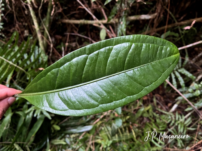 Anthurium loefgrenii