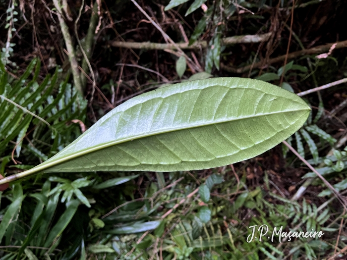 Anthurium loefgrenii