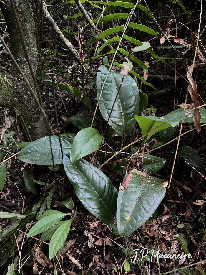 Anthurium loefgrenii