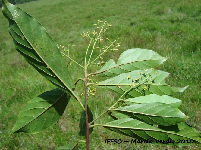 Ocotea mandioccana