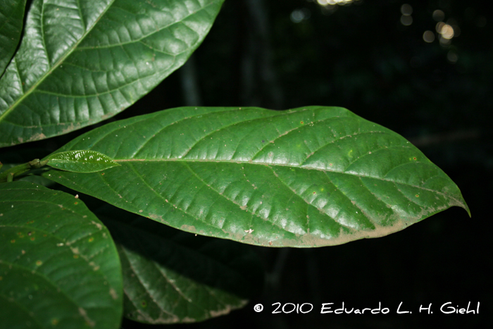 Ocotea mandioccana