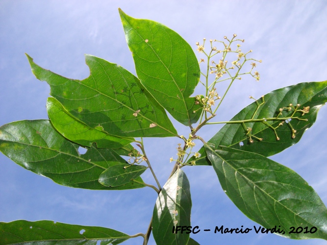 Ocotea mandioccana