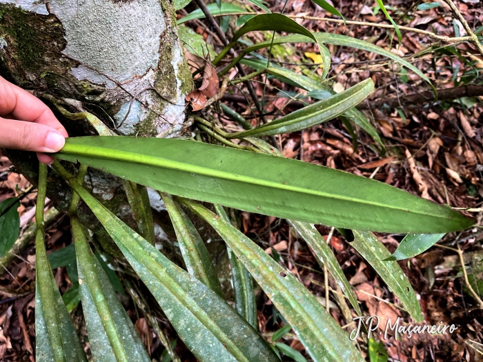 Philodendron crassinervium