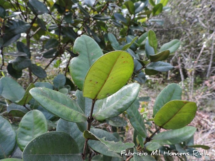 Philodendron crassinervium