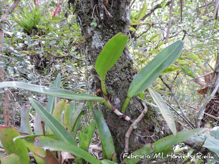 Philodendron crassinervium