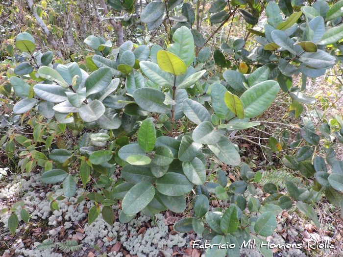 Philodendron crassinervium