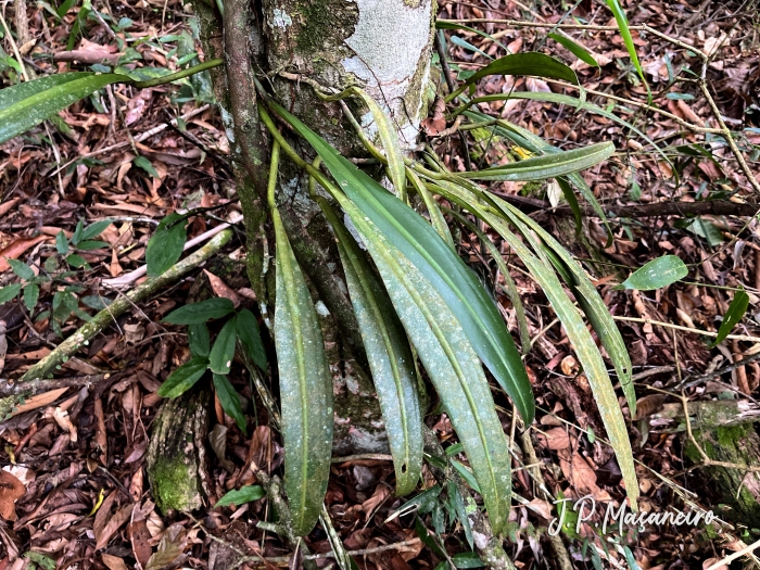 Philodendron crassinervium