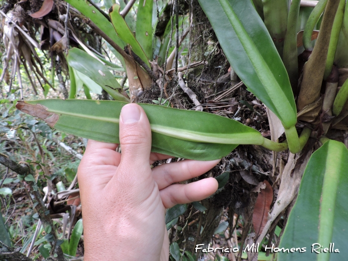 Philodendron crassinervium