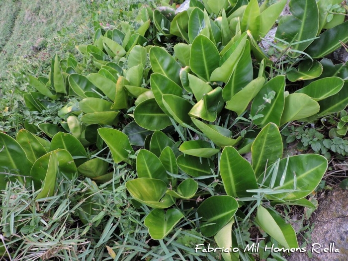 Philodendron renauxii