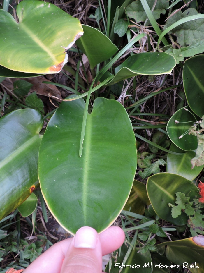 Philodendron renauxii