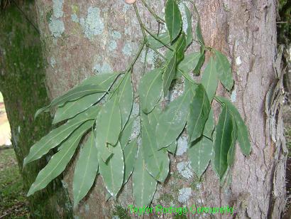 Cryptocarya aschersoniana