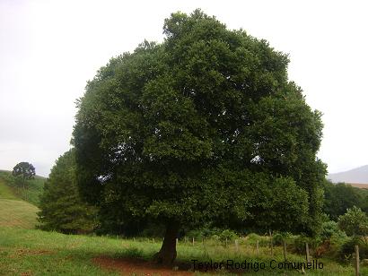 Cryptocarya aschersoniana