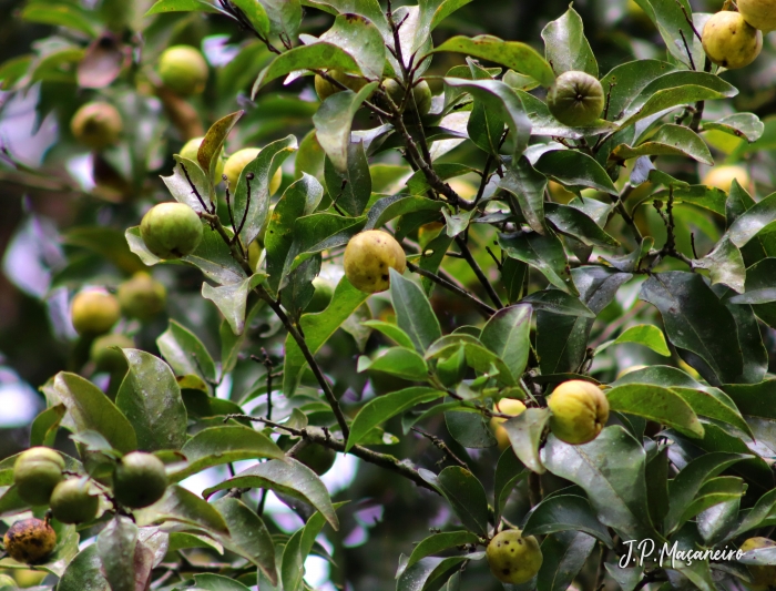 Cryptocarya aschersoniana