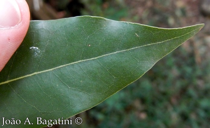 Cryptocarya aschersoniana