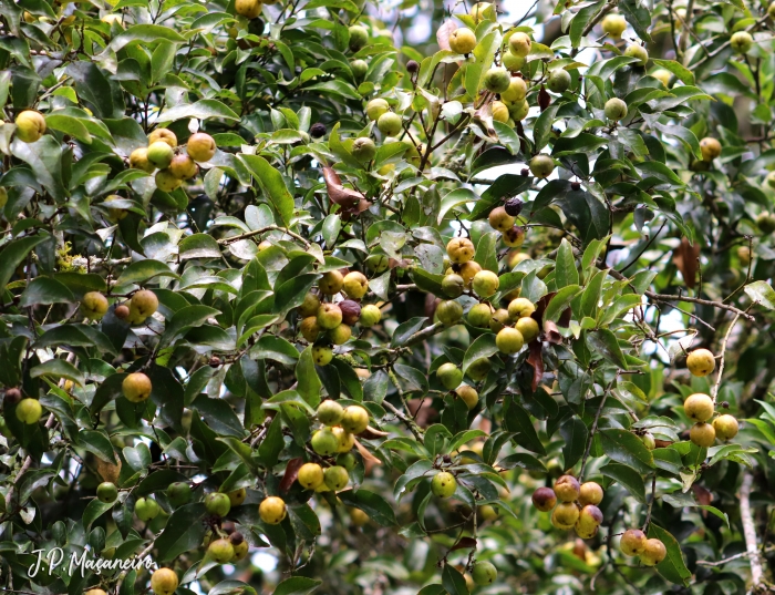 Cryptocarya aschersoniana