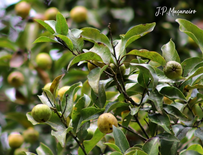 Cryptocarya aschersoniana