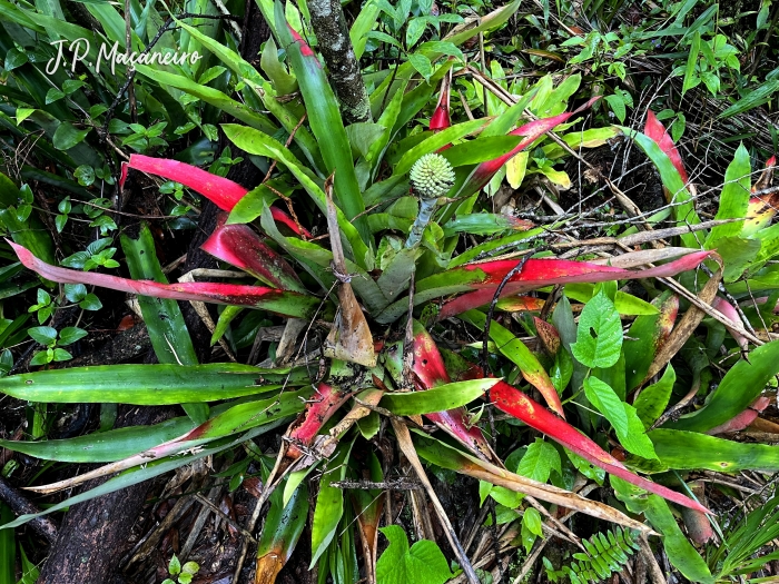 Aechmea pectinata