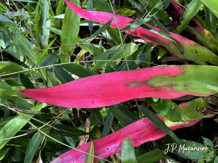 Aechmea pectinata