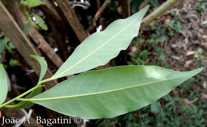 Cryptocarya aschersoniana