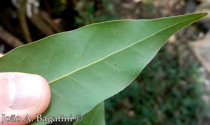 Cryptocarya aschersoniana