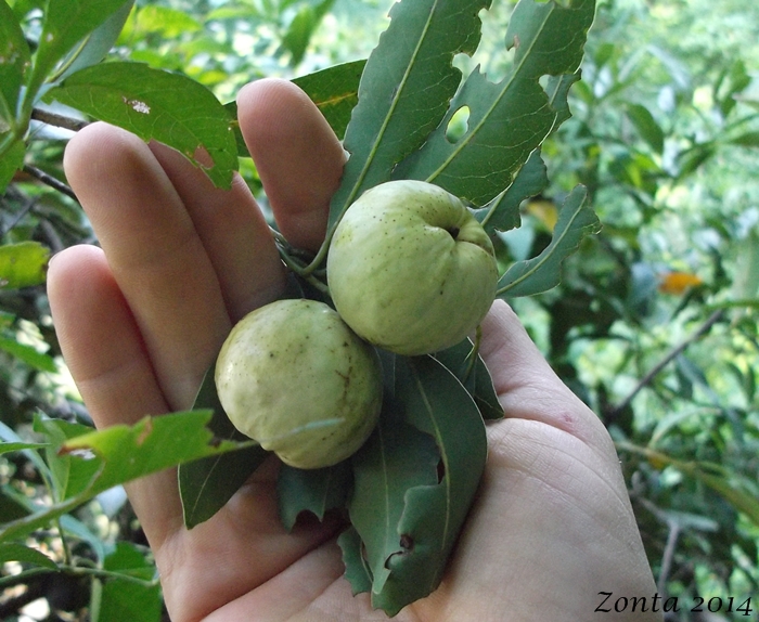 Cryptocarya aschersoniana