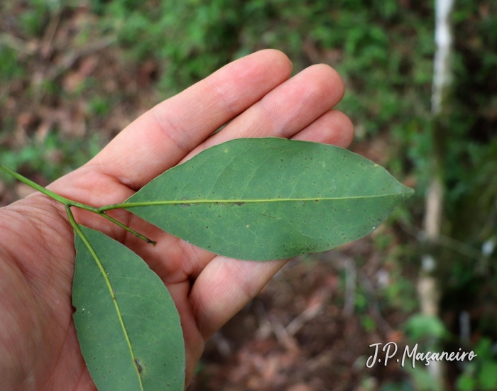 Cryptocarya aschersoniana