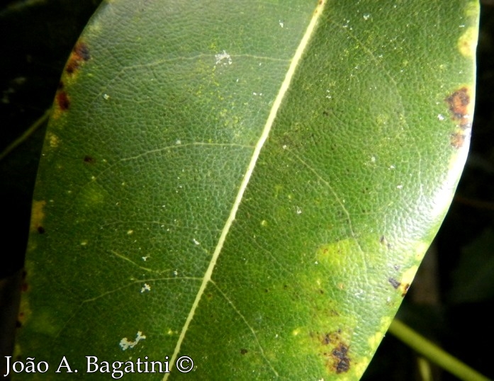 Cryptocarya aschersoniana