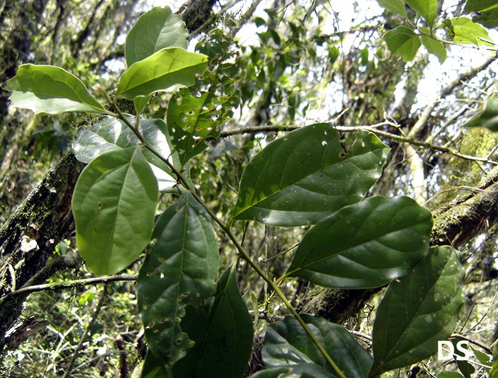 Cryptocarya moschata