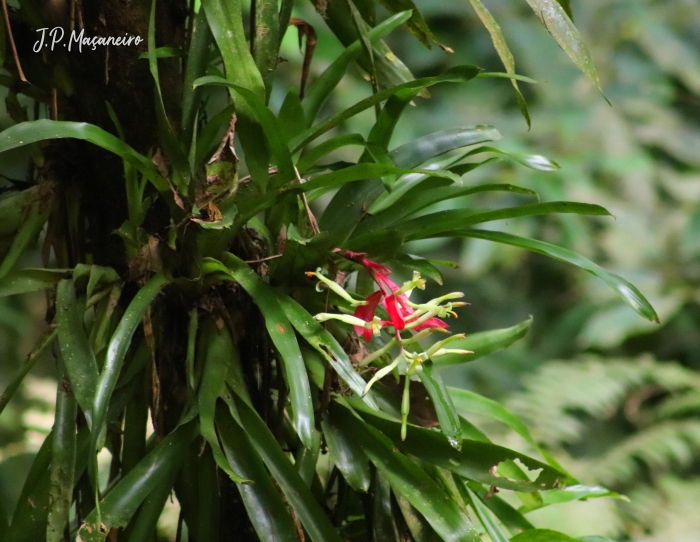 Billbergia amoena