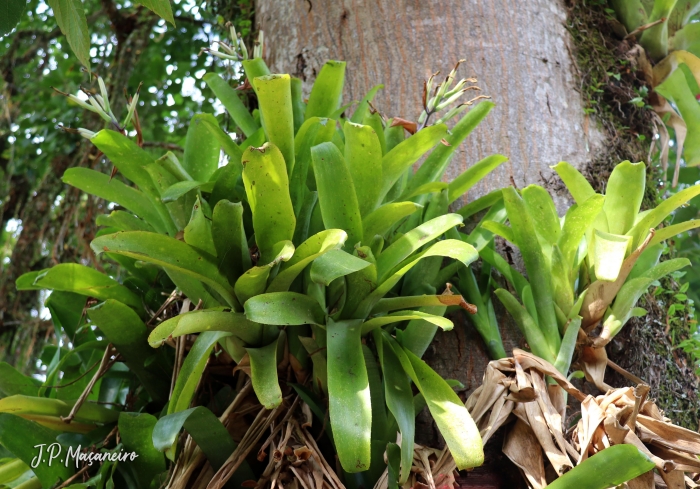 Billbergia amoena