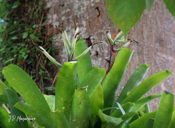 Billbergia amoena