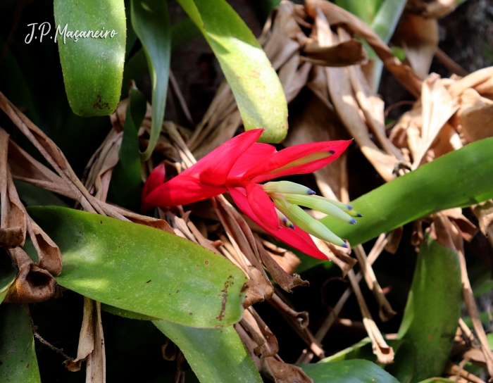 Billbergia amoena