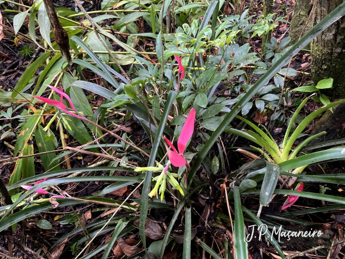 Billbergia distachia