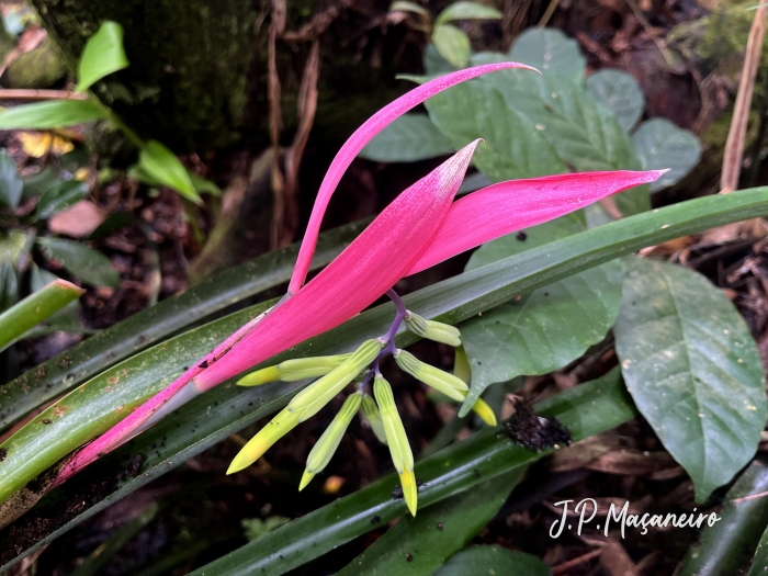 Billbergia distachia