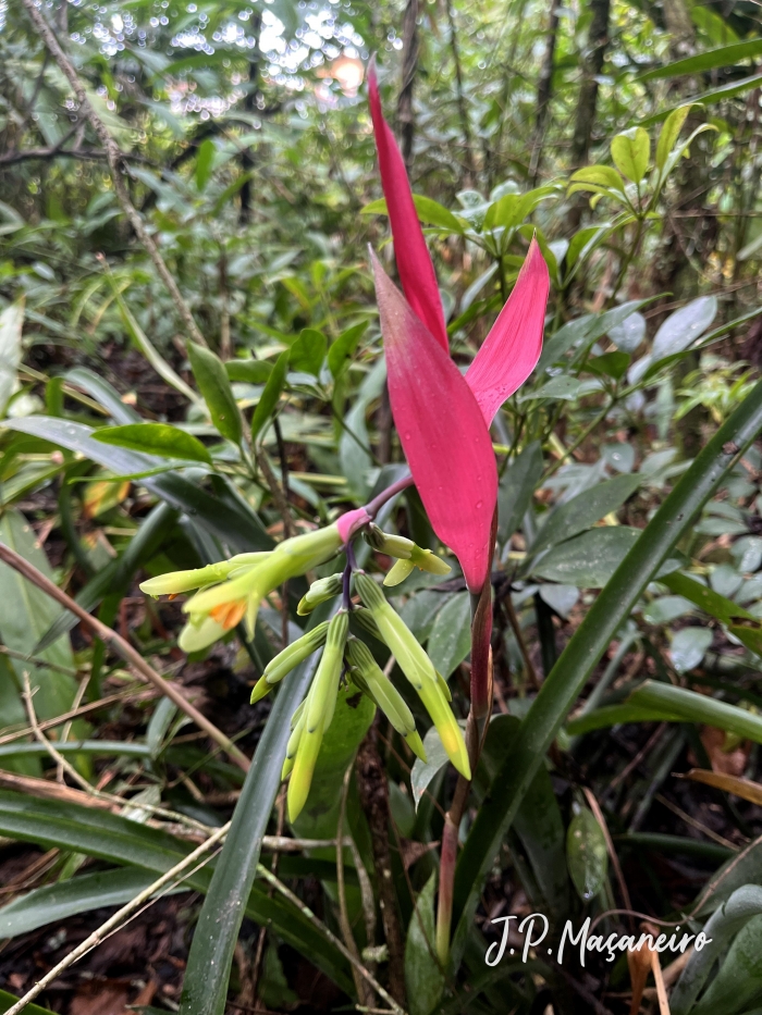 Billbergia distachia