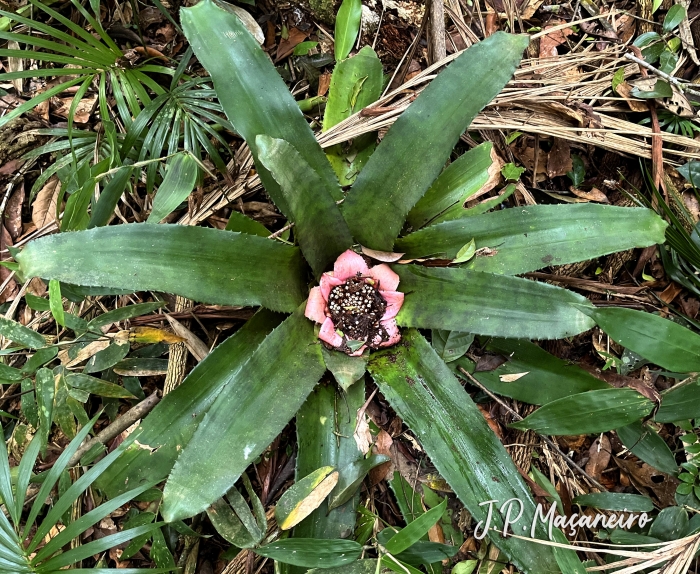 Edmundoa lindenii