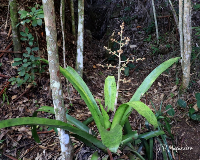 Hohenbergia augusta