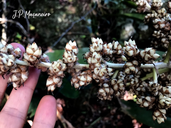 Hohenbergia augusta