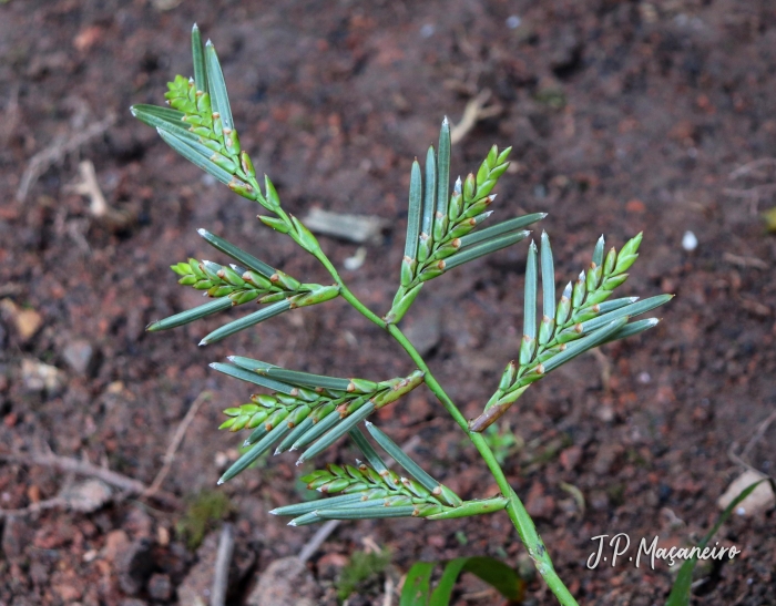 Racinaea spiculosa