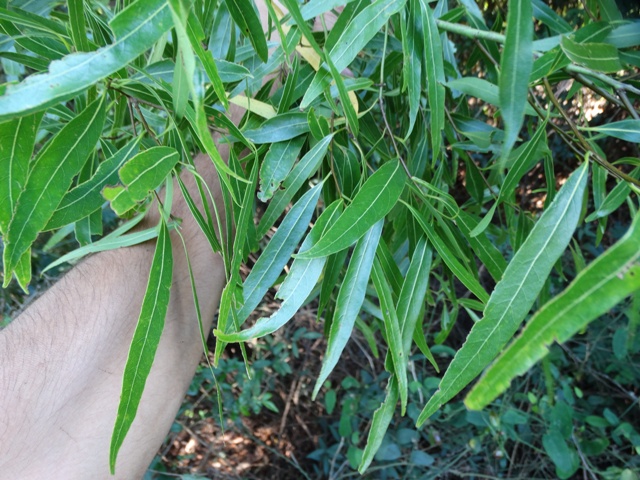 Nectandra angustifolia