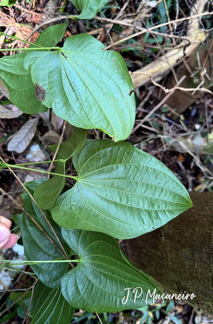 Dioscorea campestris
